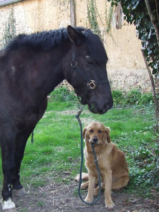 Way too cute! Golden hold head of a horse