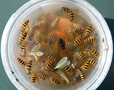 Bee safe wasp trap