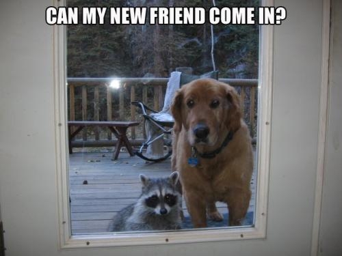 Dogs make the most interesting friends