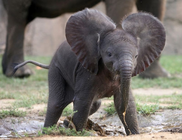 Baby Elephant
