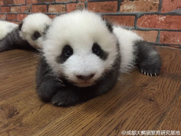 New photos of Yuan Yue