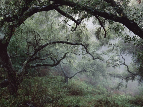 Oak Tree Forest after Storm by Douglas Steakley