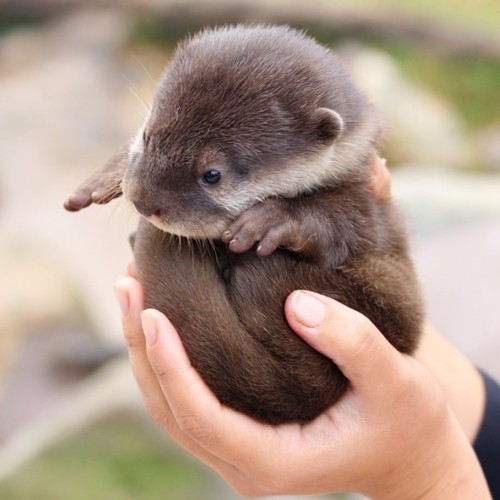 Otter Ball