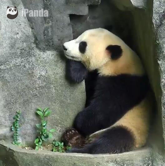 Panda - Image 2