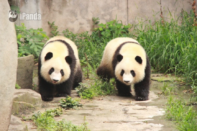 Panda - Image 3