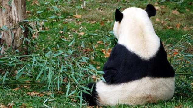 Panda - Image 2