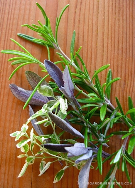 Preserving Herbs - Image 2