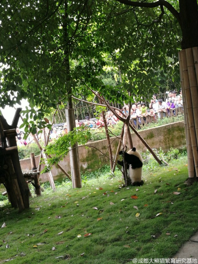 Qing Xiao, the small tree is going to cry, hurry down!
