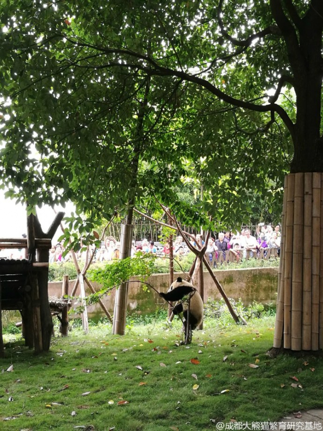 Qing Xiao, the small tree is going to cry, hurry down! - Image 2