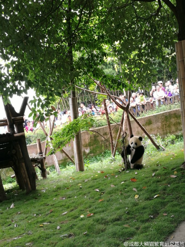 Qing Xiao, the small tree is going to cry, hurry down! - Image 3