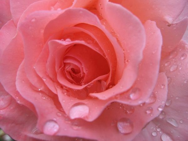 Raindrops on Roses