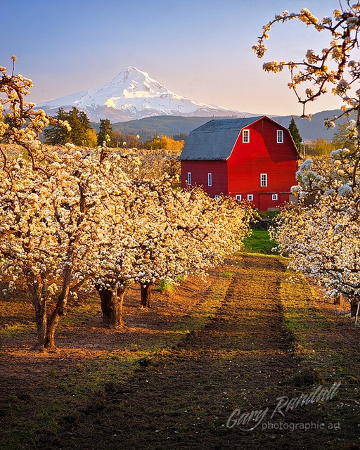 Red Barn in a pear orchard