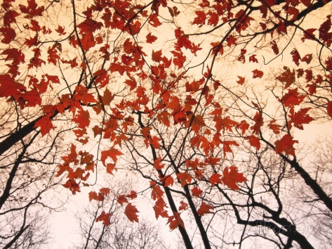 Red Maple and Autumn Sky