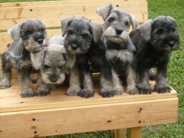 Schnauzer puppies