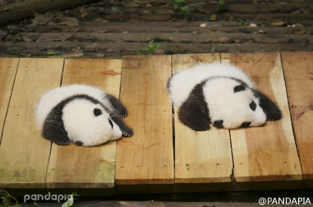 Show two pandas with you, one is S and the other is M.(Left is Qi Fu and right is Qi Yuan)