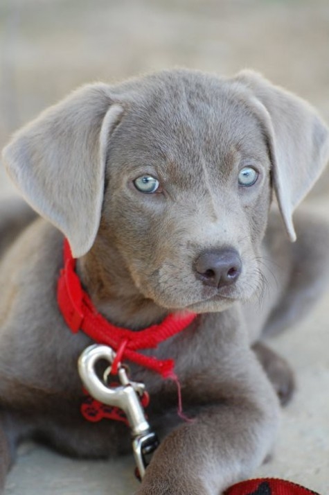 Silver Labrador Photo 