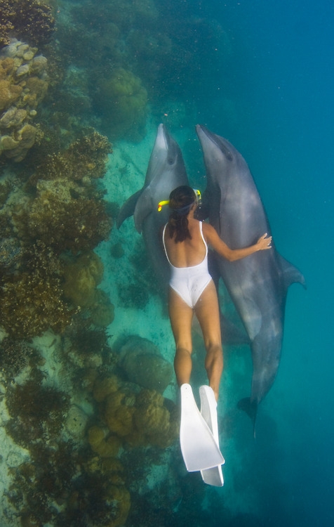 Snorkeling with Dolphins