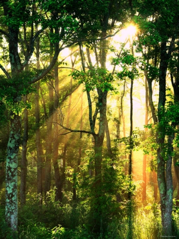 Sunbeams Through the Trees