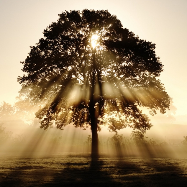 Tree Sunlight