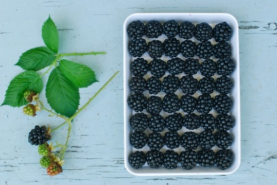 The Healthiest Blackberry Tart - Image 2