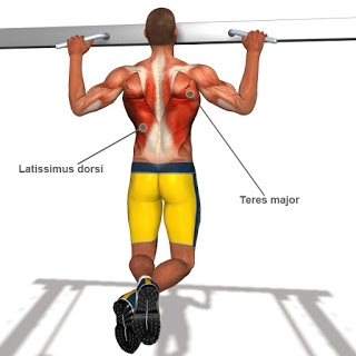 Top 8 Back Workout Exercises For Mass! - Image 3