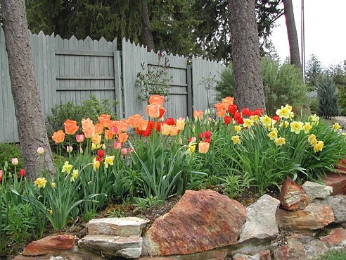 Tulip Gardens