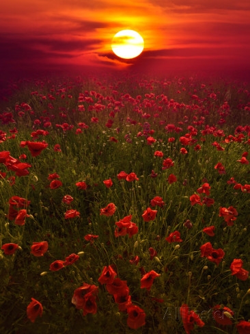 Warm Sunset