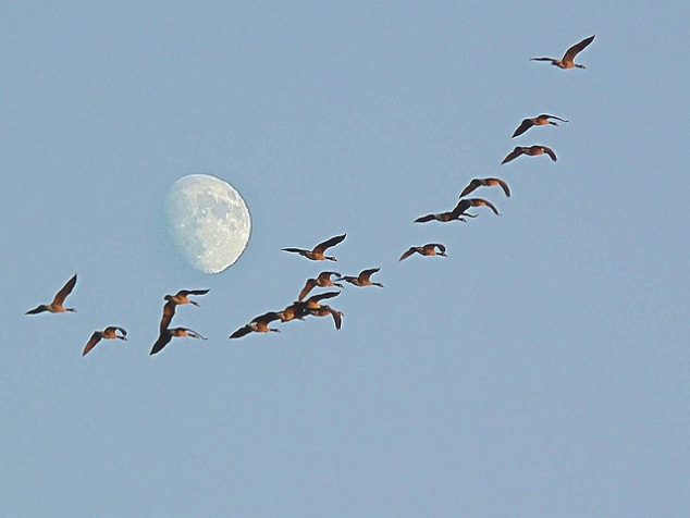 Wild Geese That Fly With The Moon on Their Wings