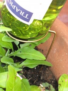 Wine Bottle Waterer - Image 2