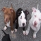 American Pitbull Terrier - A Dogs Life