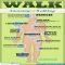 Anatomy of Walking - Fitness and Exercise