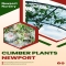 Climber Plants Newport - Native Nursery