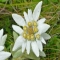 Collection of flowers - Unassigned
