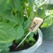Cork as Plant Labels - Great Gardening Ideas