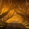 Dark hedges antrim in Ireland - Fantastic Photography 
