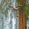 Giant Sequoias