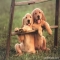 Golden Retriever Puppies - Adorable Dog Pics