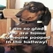 Hilarious Dog - Funny Stuff
