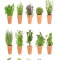 How to Build an Herb Garden - Gardens