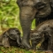 Mother elephant with babies - Beautiful Animals