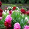 Peony Garden - Great Gardening Ideas