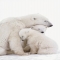 Polar bear & her cubs - Wild animals