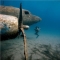 Scuba Diving with Airplanes Wrecks