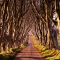 The Dark Hedges - Northern Ireland