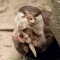 otter cute-ness! - Cute animals