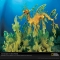 Leafy Sea Dragon - Pictures