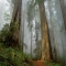 Tree's - Mother Nature in all her glory!
