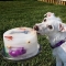 Ice Lick - Dog fun