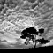 Tree and Clouds - Black and White Photos