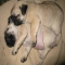 Puppy Love